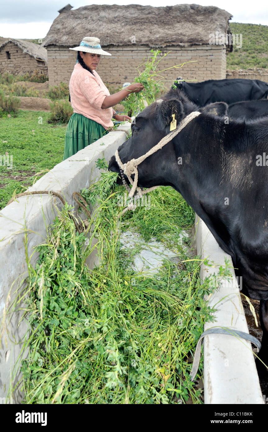 Vacche da latte mangiare erba medica (Medicago sativa) in corrispondenza di una stazione di alimentazione e la donna in abito tradizionale del quechua Foto Stock