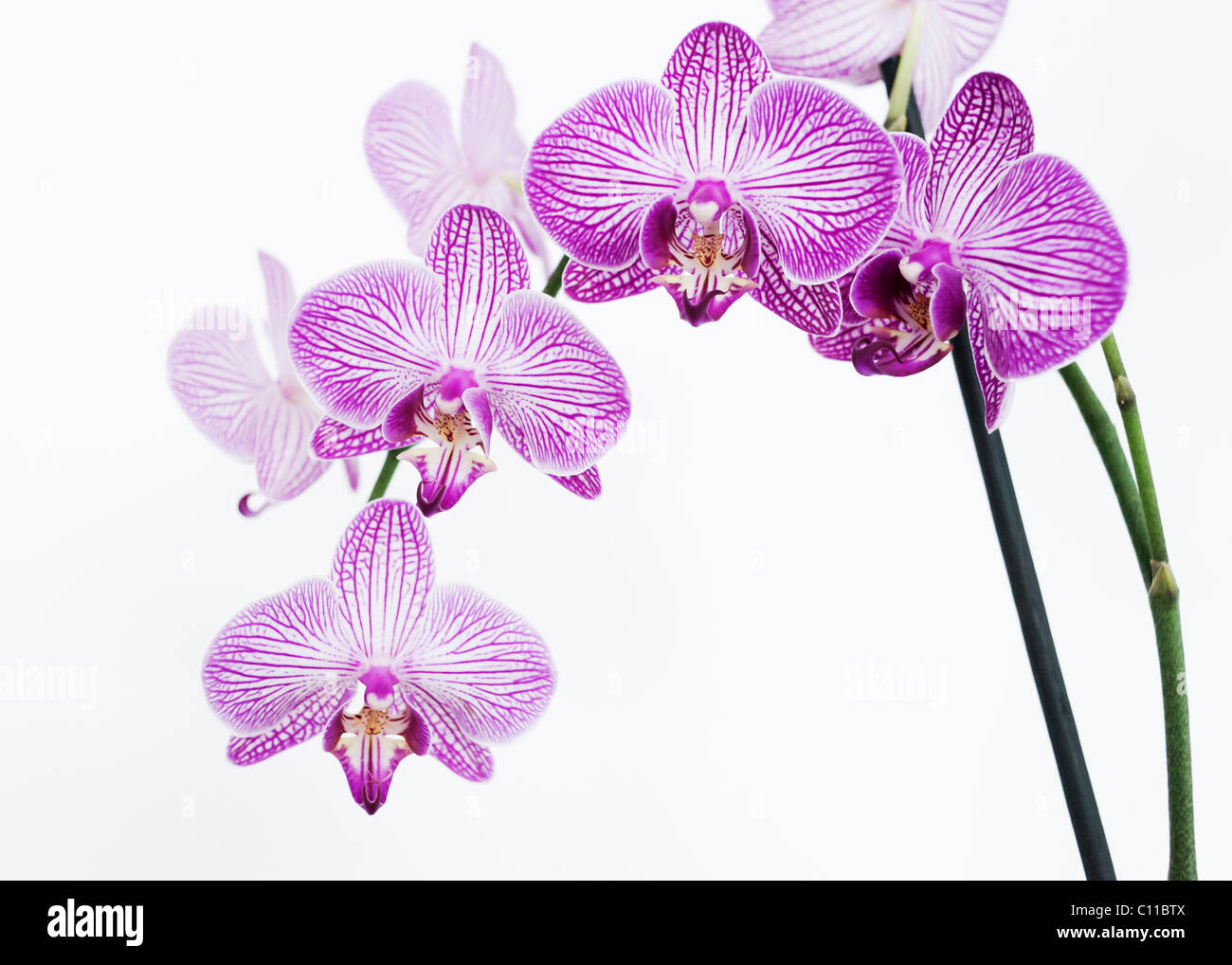 Una bella orquidea. Foto Stock