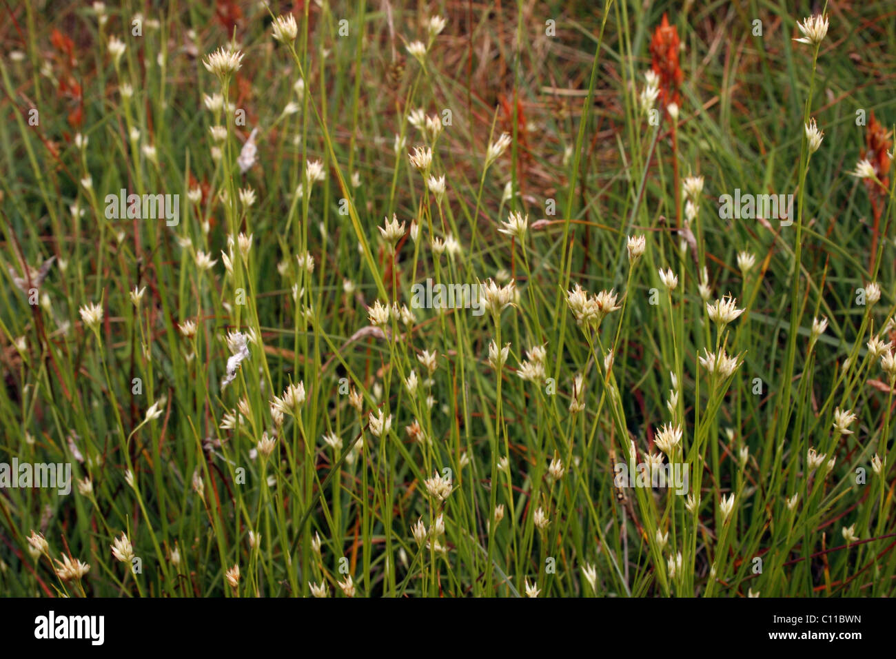 Becco bianco-carici (rhynchospora alba : Cyperaceae) sulla brughiera, UK. Foto Stock