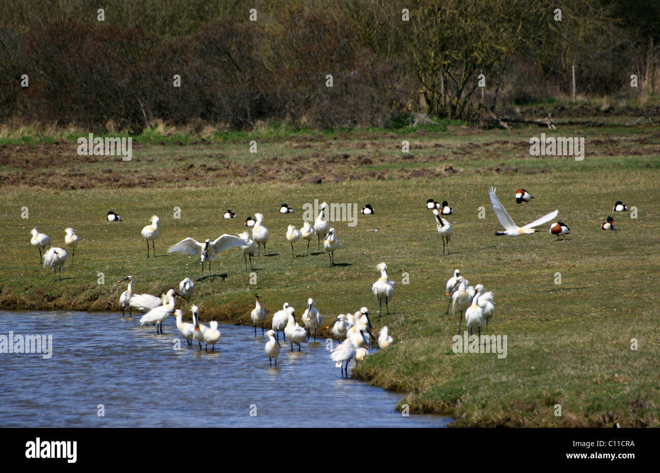 Picardie Parc du Marquenterre, Francia Foto Stock