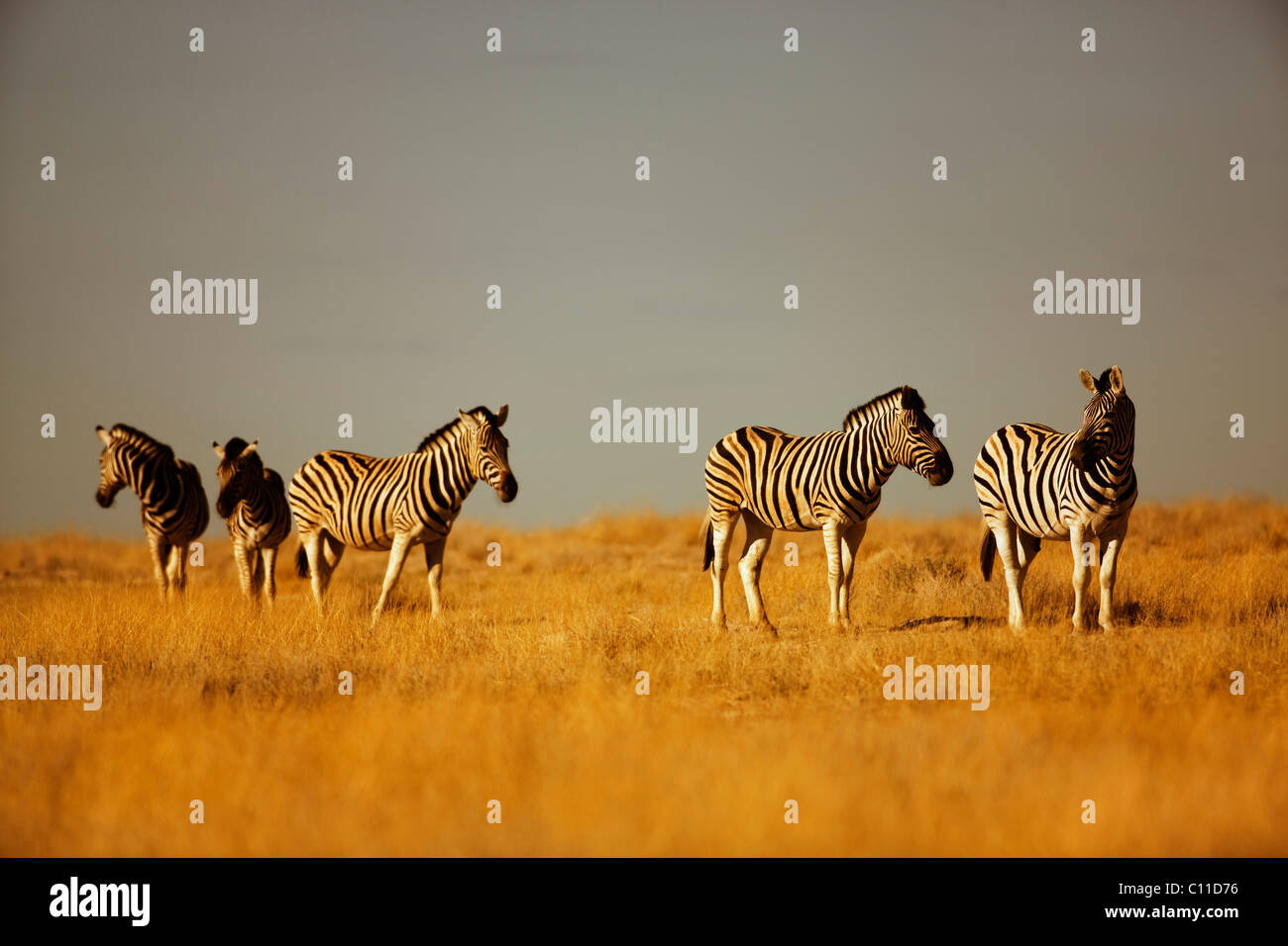 Damara zebre (Equus quagga antiquorum), il Parco Nazionale di Etosha, Namibia, Africa Foto Stock