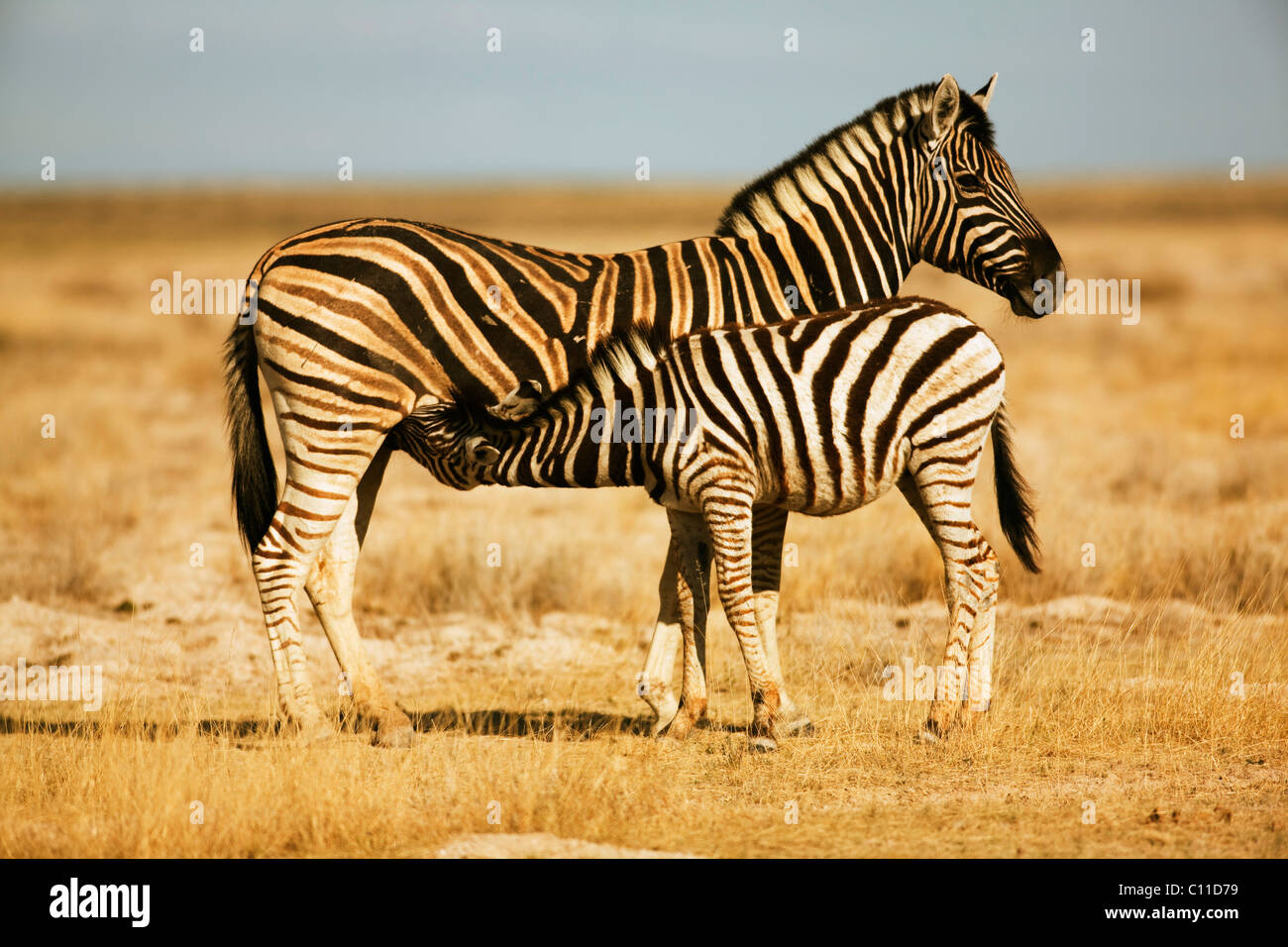 Damara Zebra (Equus quagga antiquorum) lattante puledro, il Parco Nazionale di Etosha, Namibia, Africa Foto Stock