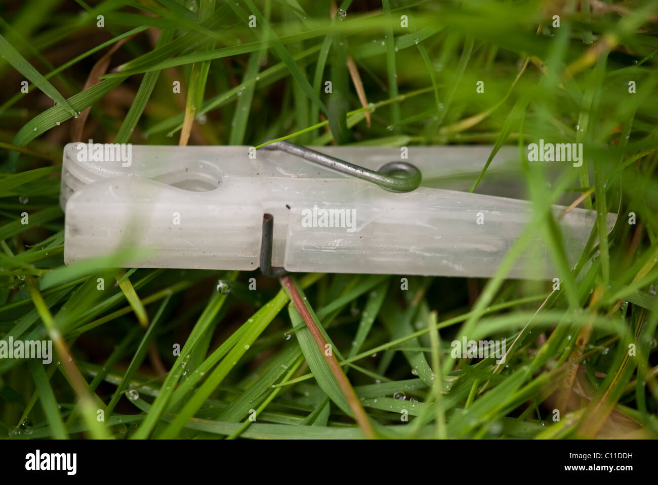 Clothespin in un giardino in Toscana, Italia Foto Stock