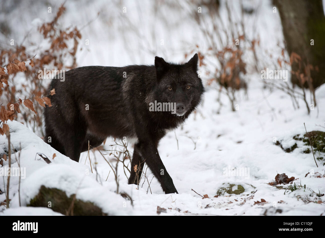 Eastern Lupo (Canis lupus Lycaon) Foto Stock