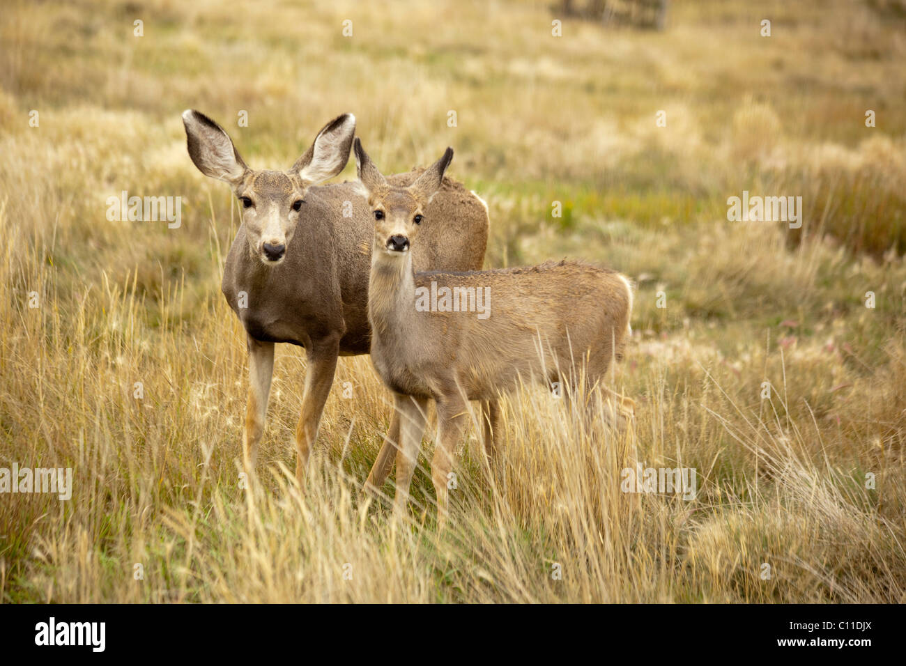 Femmina Mule Deer (Odocoileus hemionus), doe, Hind, con capretta, Yukon Territory, Canada Foto Stock