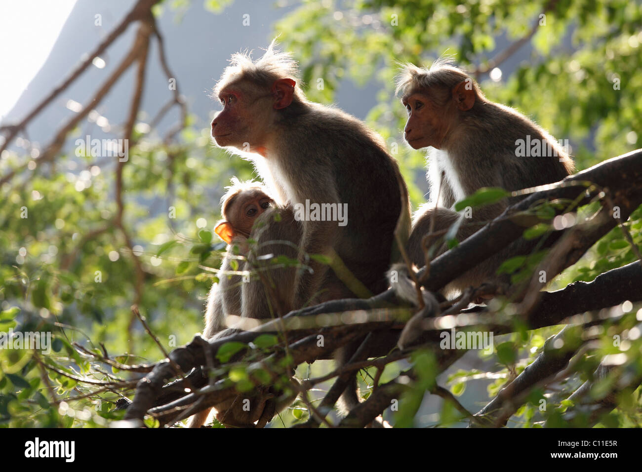 Macachi Rhesus o scimmie Rhesus (macaca mulatta), Courtallam, i Ghati Occidentali, Tamil Nadu, Tamilnadu, Sud India, India, Asia Foto Stock