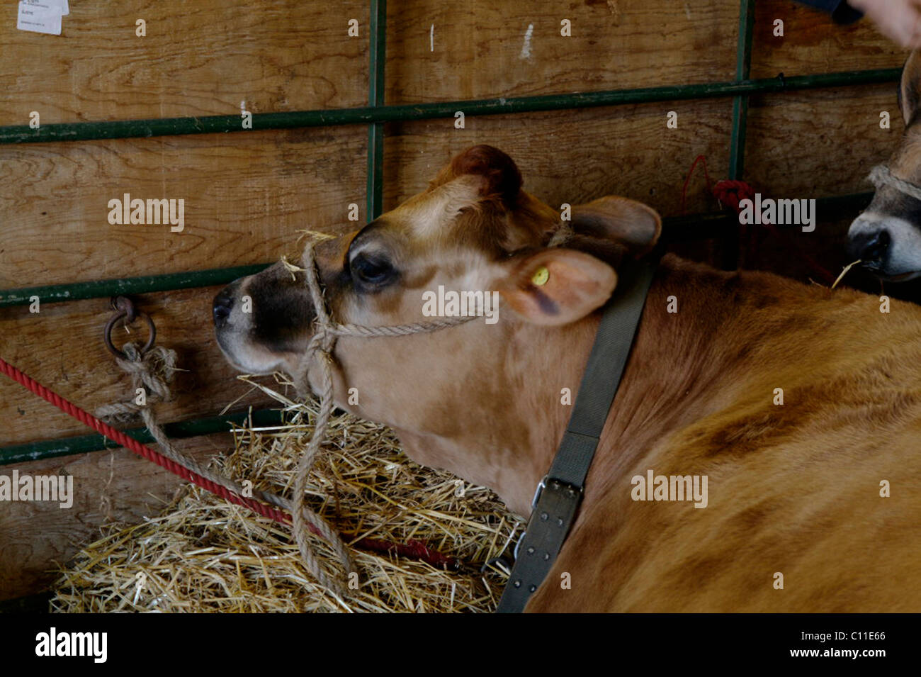 Jersey cow parte delle razze rare la sezione di Newark il trattore e patrimonio mostra Novembre 2010 Foto Stock