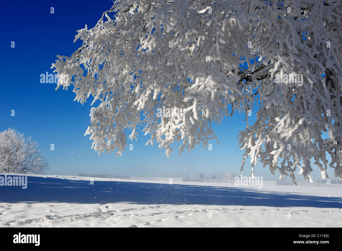 Alberi, gelo, Stadlberg vicino a Miesbach, Alta Baviera, Baviera, Germania, Europa Foto Stock