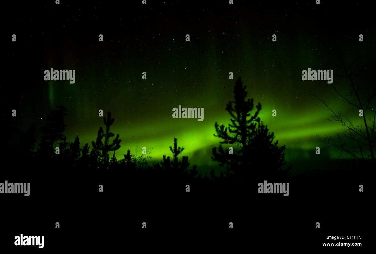 Silhouette di alberi di pino, verde Northern Lights luci polari (Aurora boreale), vicino a Whitehorse, Yukon Territory, Canada Foto Stock
