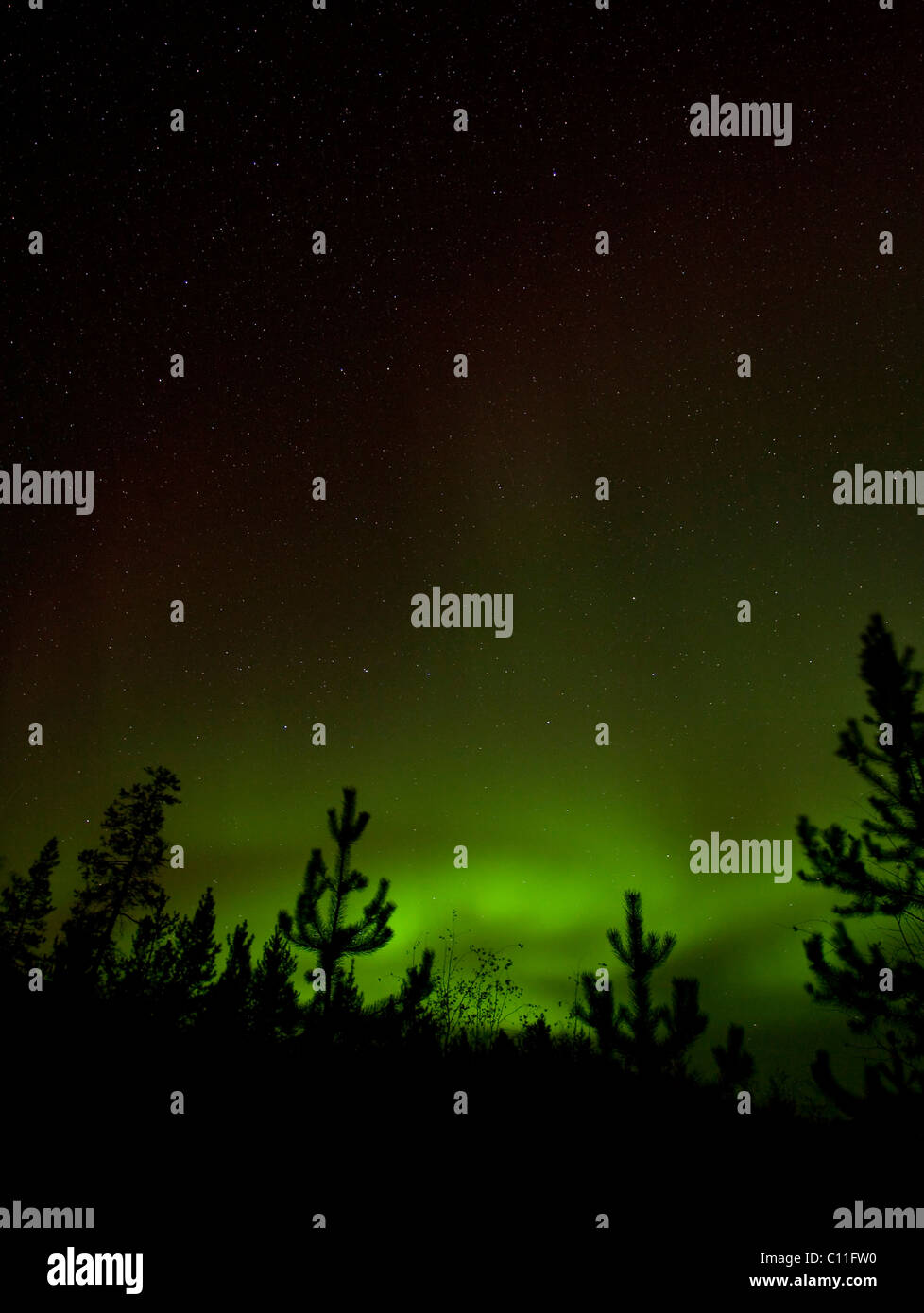 Silhouette di alberi di pino, verde Northern Lights luci polari (Aurora boreale), vicino a Whitehorse, Yukon Territory, Canada Foto Stock