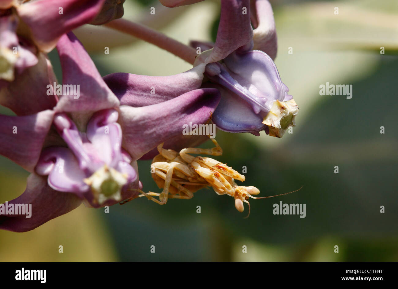 Mantis (Mantodea) sul fiore, Karnataka, India del Sud, India, Asia del Sud, Asia Foto Stock