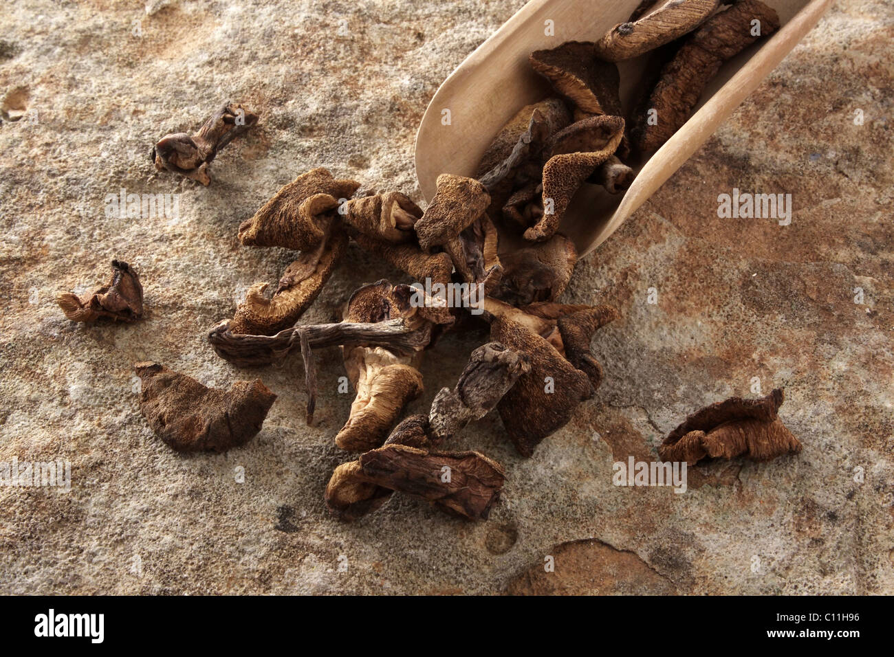 Essiccato scivoloso Jack (Suillus luteus) con una pala di legno sulla superficie di pietra Foto Stock