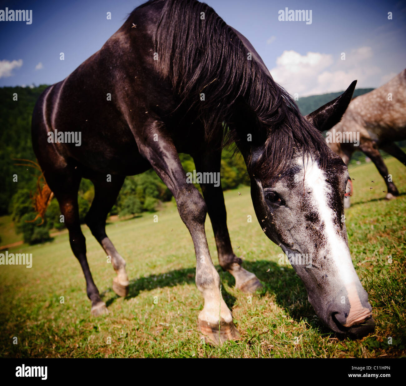 Cavallo al pascolo close-up foto. Ampio angolo di ripresa. Foto Stock