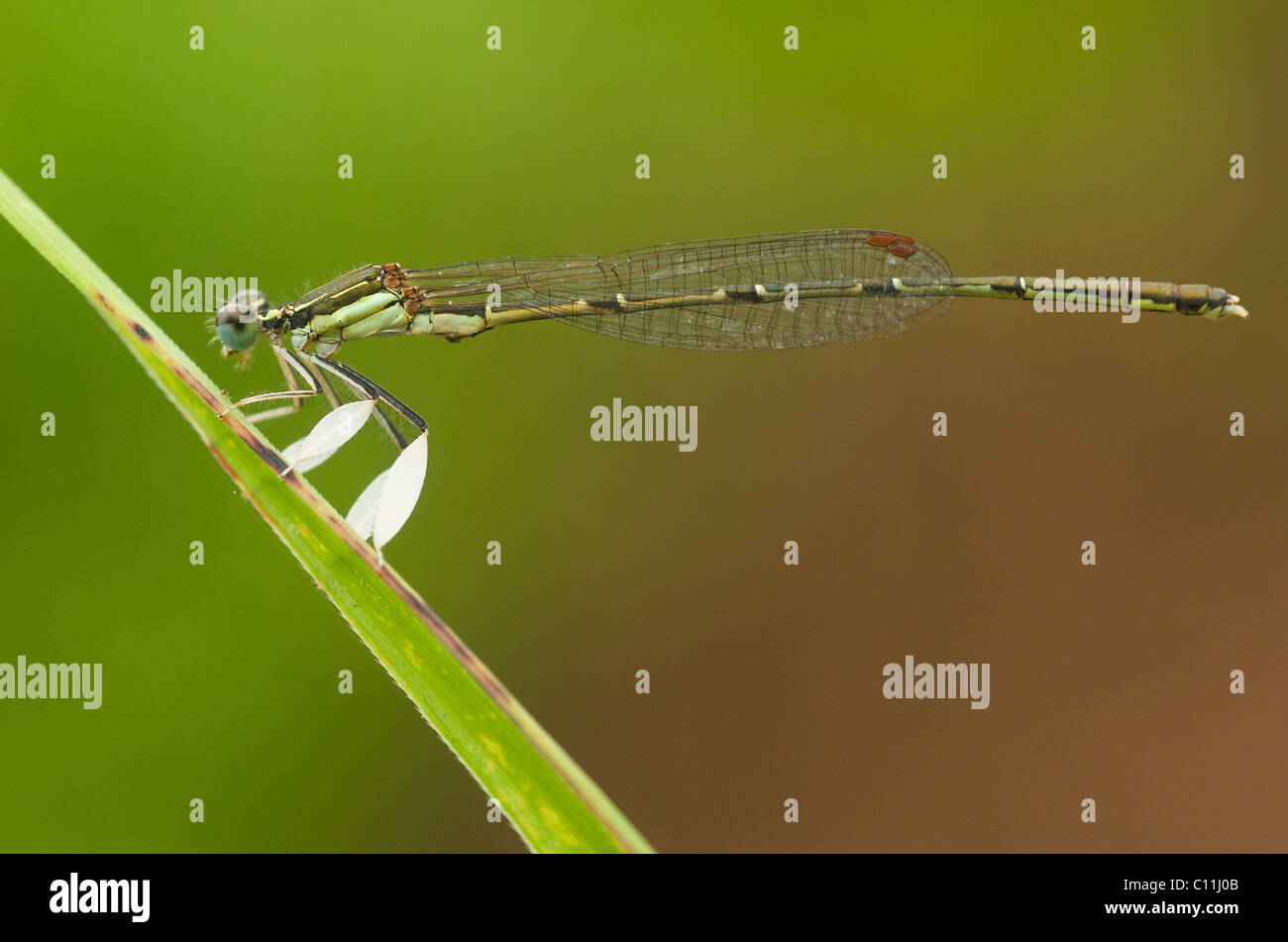 Damigella cinese delle gambe di piume arroccata in risaia di riso, Chonqing. Foto Stock