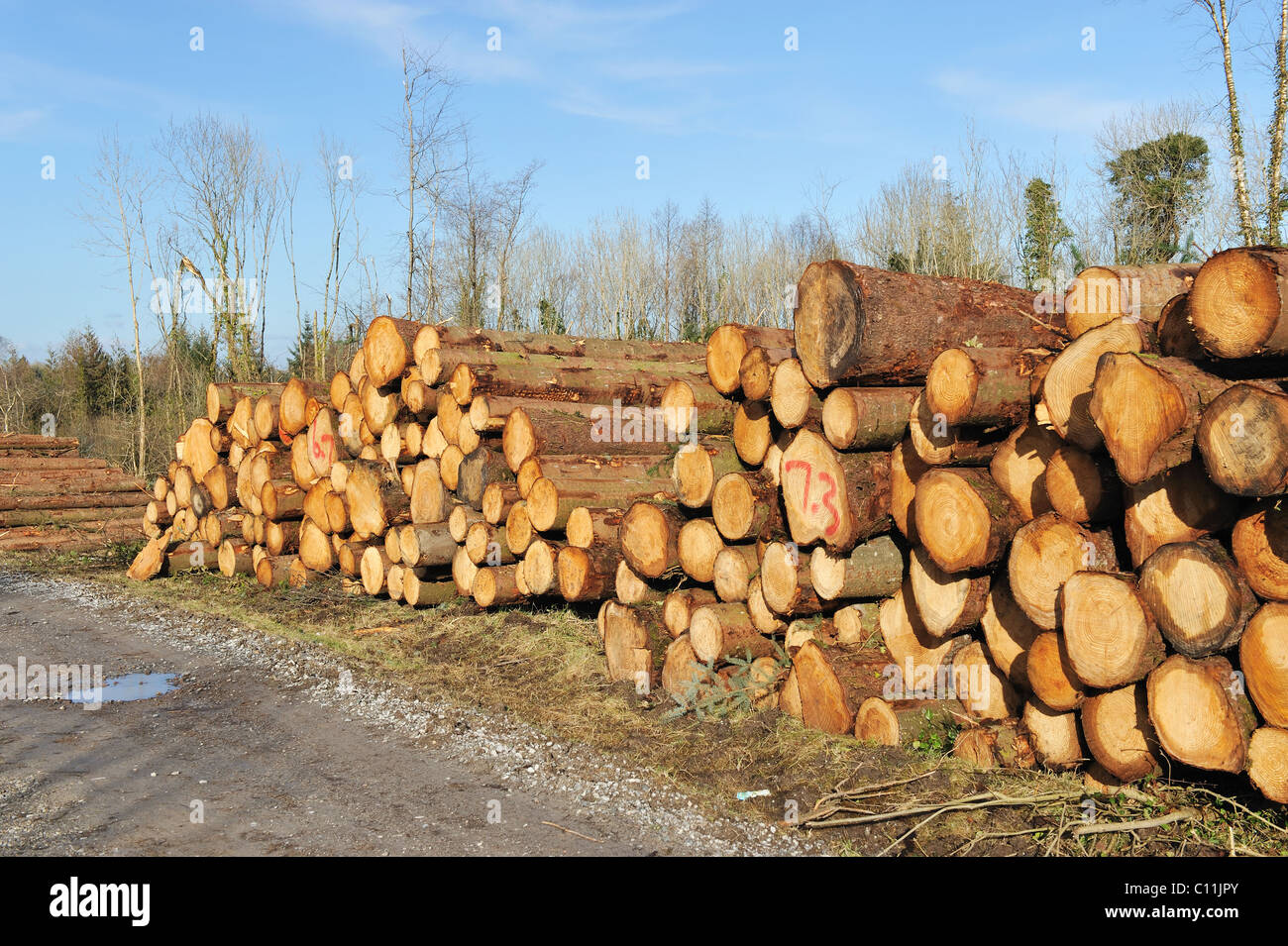 Il taglio e il trito di legna sono impilati in un heap Foto Stock
