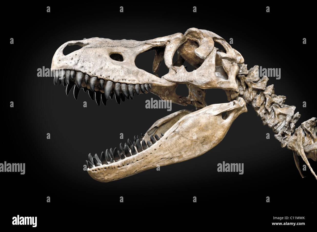 Tyrannosaurus Rex, profilo del cranio, ricreazione Foto Stock