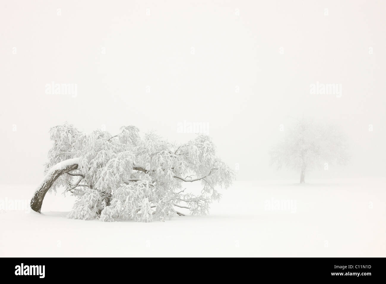 La Betulla (Betula pubescens), paesaggio invernale, Svevo, Baden-Wuerttemberg, Germania, Europa Foto Stock
