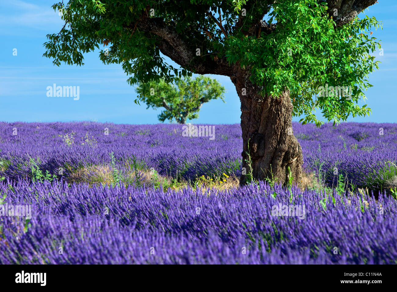Lone Tree in un campo di lavanda lungo l'altopiano di Valensole, Provenza Francia Foto Stock