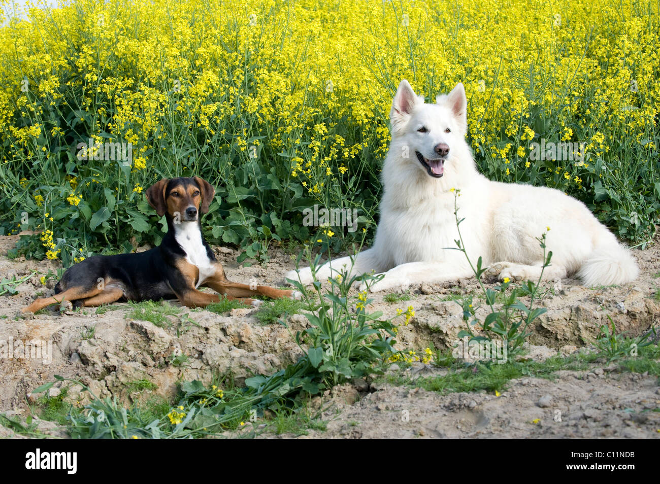 Pastore bianco e Seguiser, Italiano caccia e racing cane Foto Stock