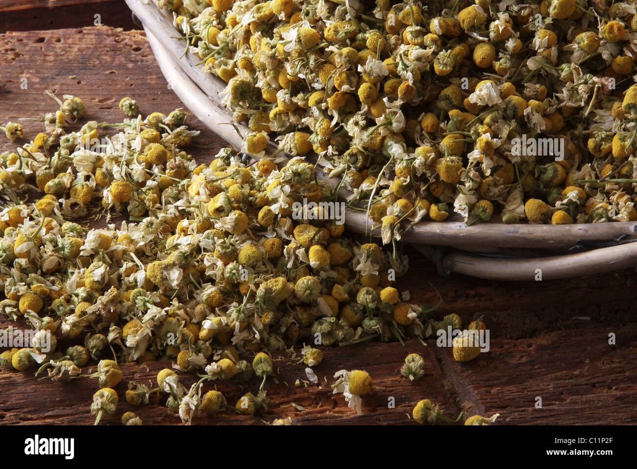 La camomilla teste (Matricaria chamomilla) ribaltato al di fuori di un cestello di salice Foto Stock