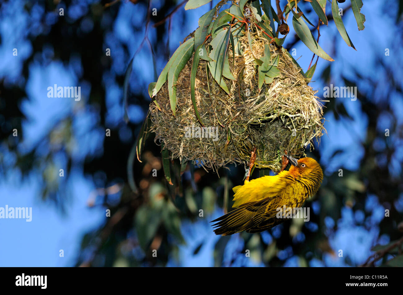 Cape Weaver (Ploceus capensis), Namaqualand, Sud Africa e Africa Foto Stock