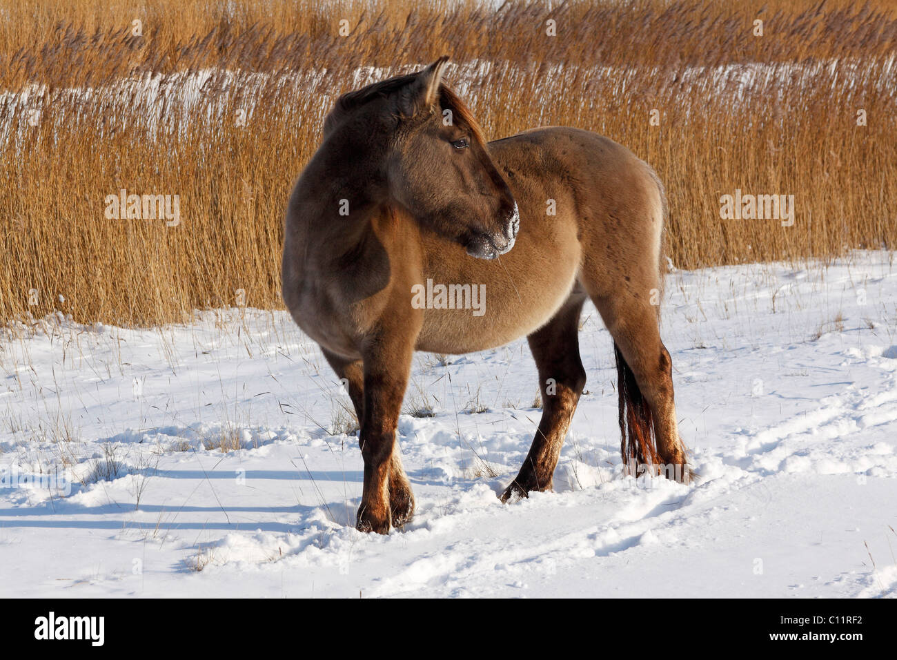 Konik o Polacco cavallo primitivo (Equus przewalskii f. caballus) in piedi nella neve in inverno Foto Stock