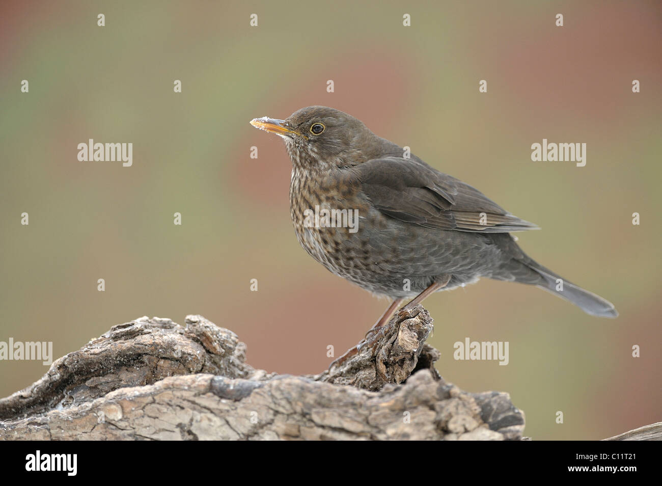 Merlo femmina (Turdus merula) Foto Stock