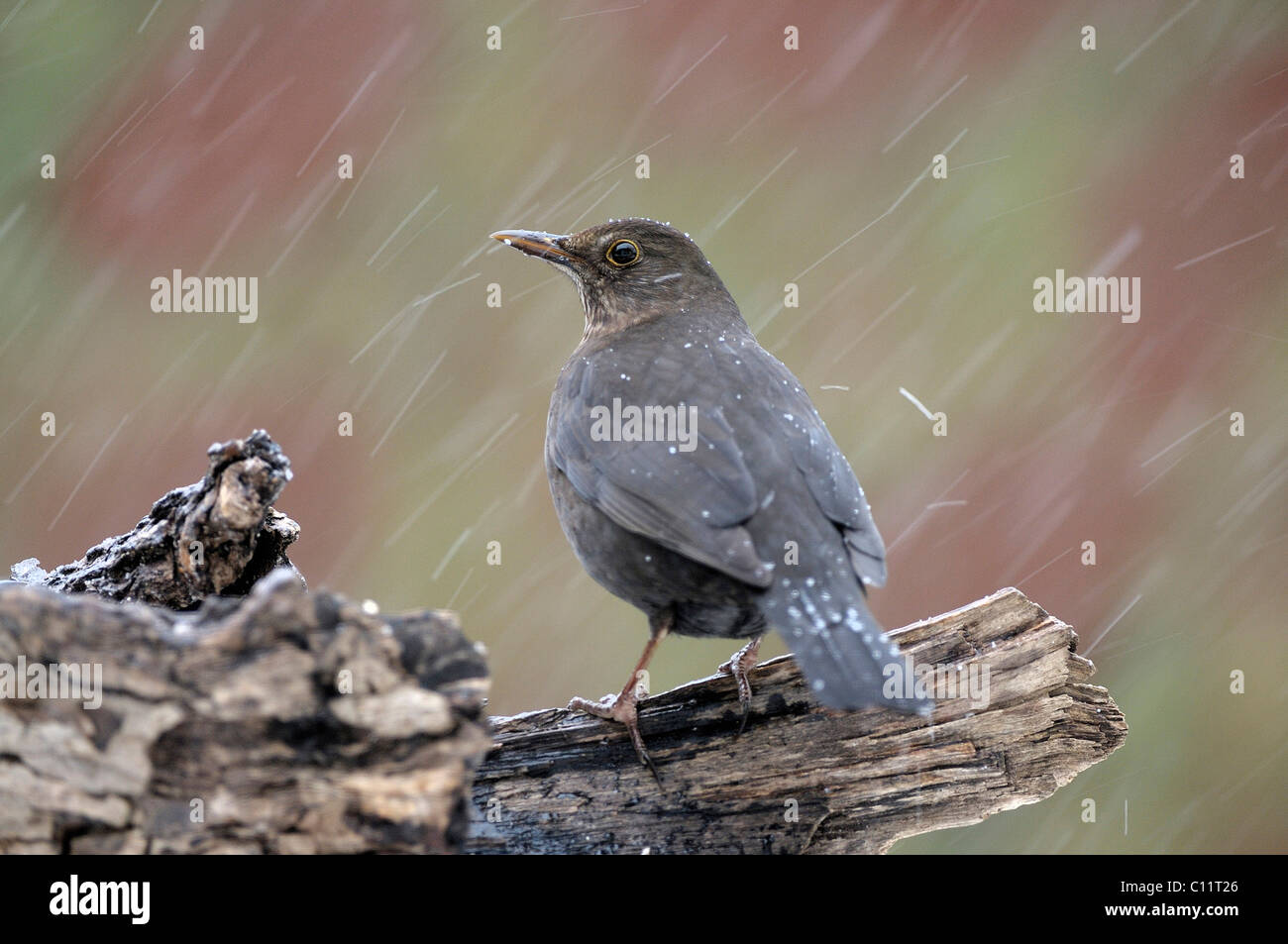 Merlo femmina (Turdus merula) Foto Stock