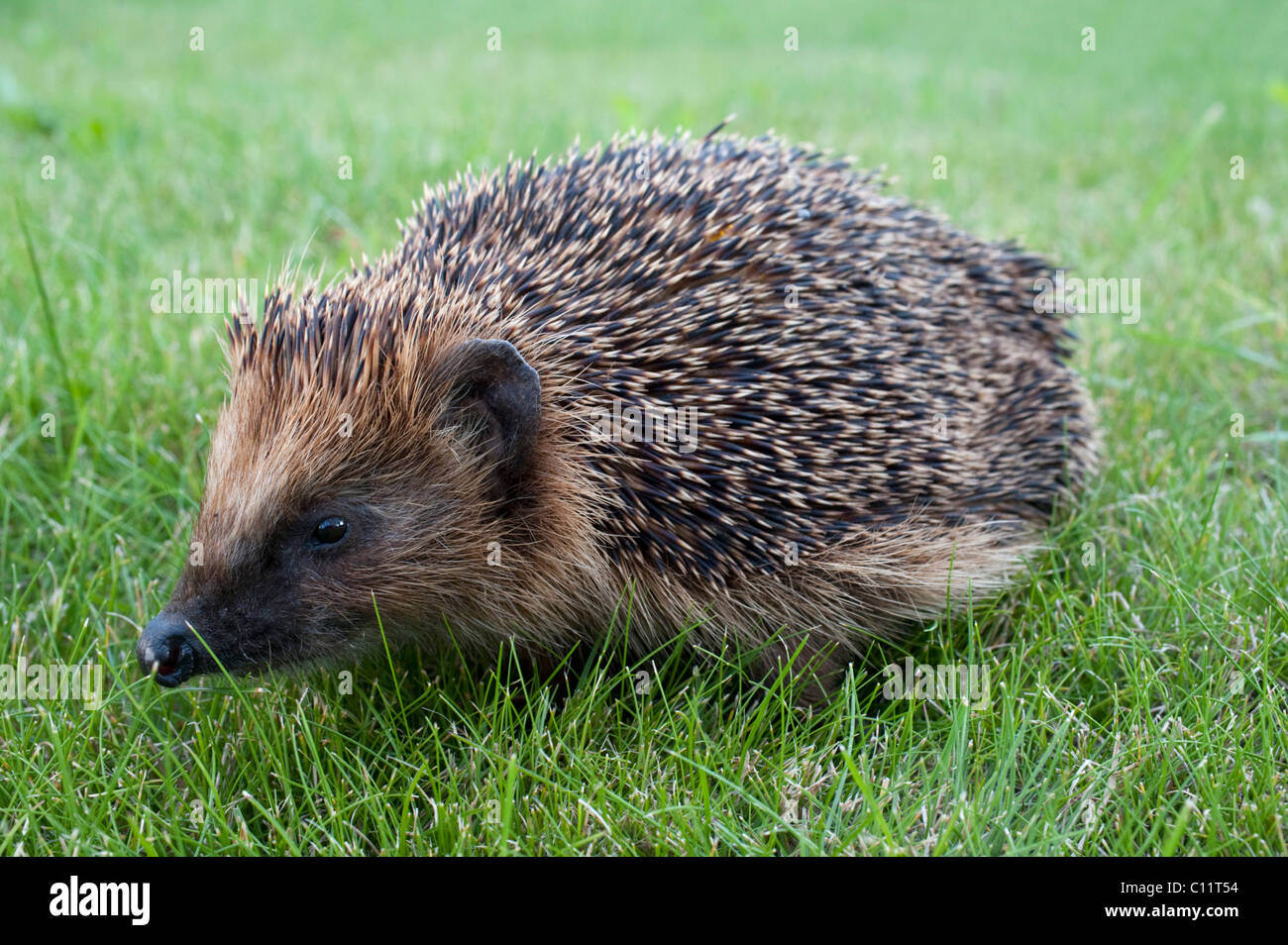 Riccio (Erinaceus europaeus) Foto Stock