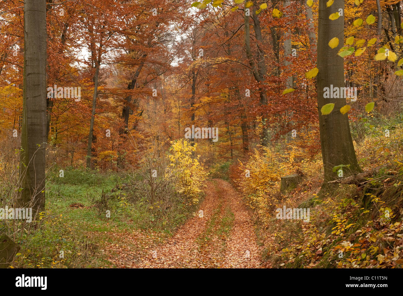 Percorso di foresta in autunno la foresta, Guxhagen, Nord Hesse, Germania, Europa Foto Stock