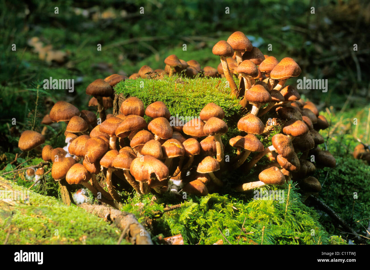 Inguainato (woodtuft Flammulina velutipes) Foto Stock