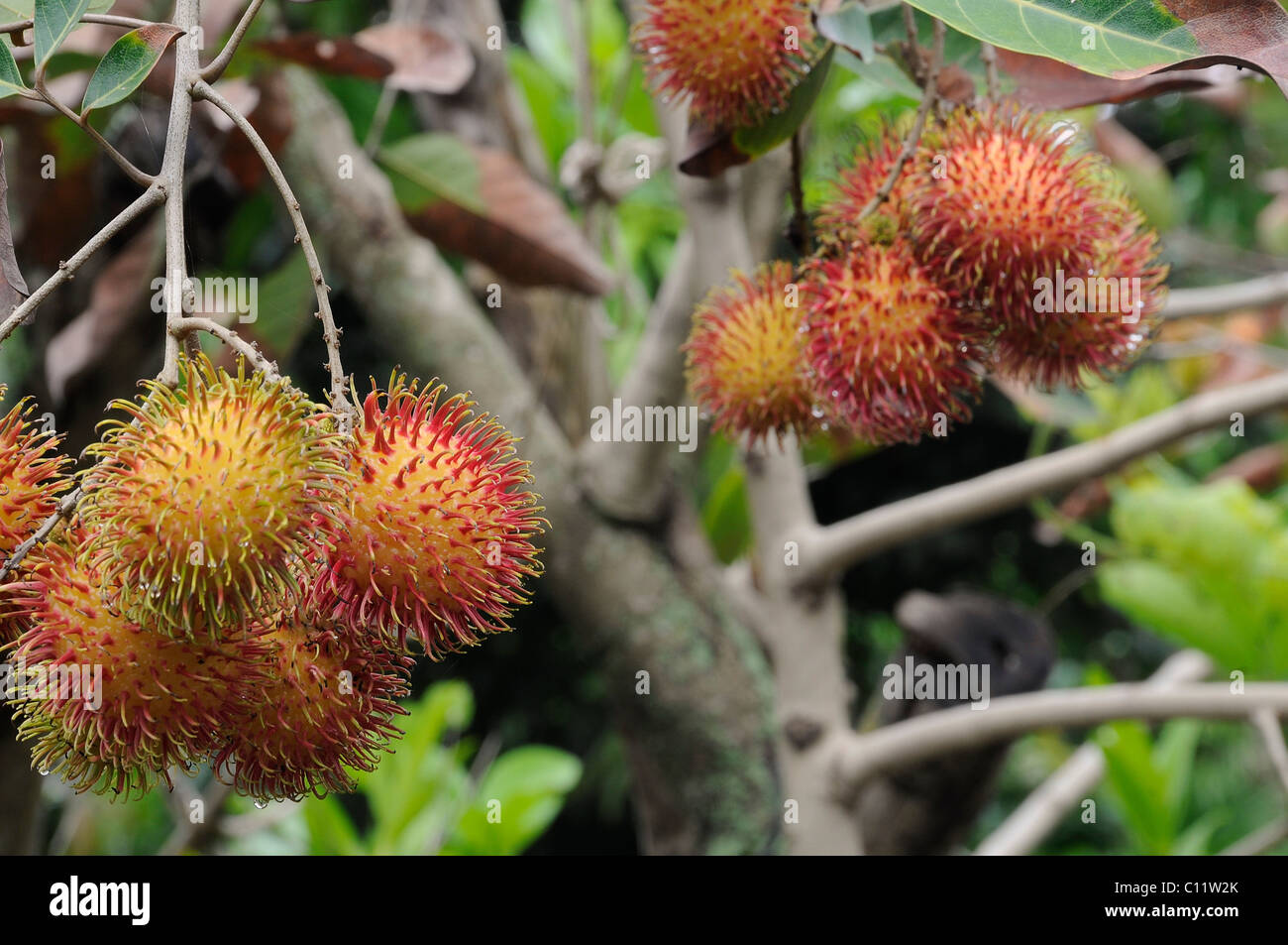 Rambutan (Nephelium lappaceum), Giava centrale, Indonesia, sud-est asiatico Foto Stock