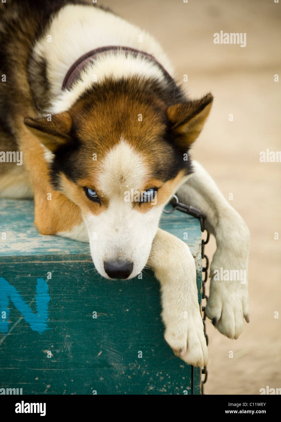 Sleddog, Alaskan Husky in appoggio sulla casa del cane, Yukon Territory, Canada Foto Stock