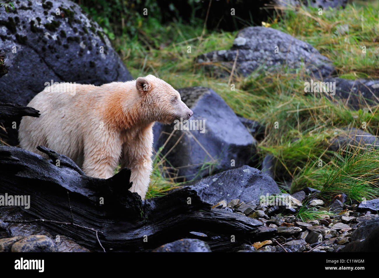 American black bear (Ursus americanus) con pelliccia bianca, noto come Spirito di orso, foresta pluviale del Pacifico, Canada Foto Stock