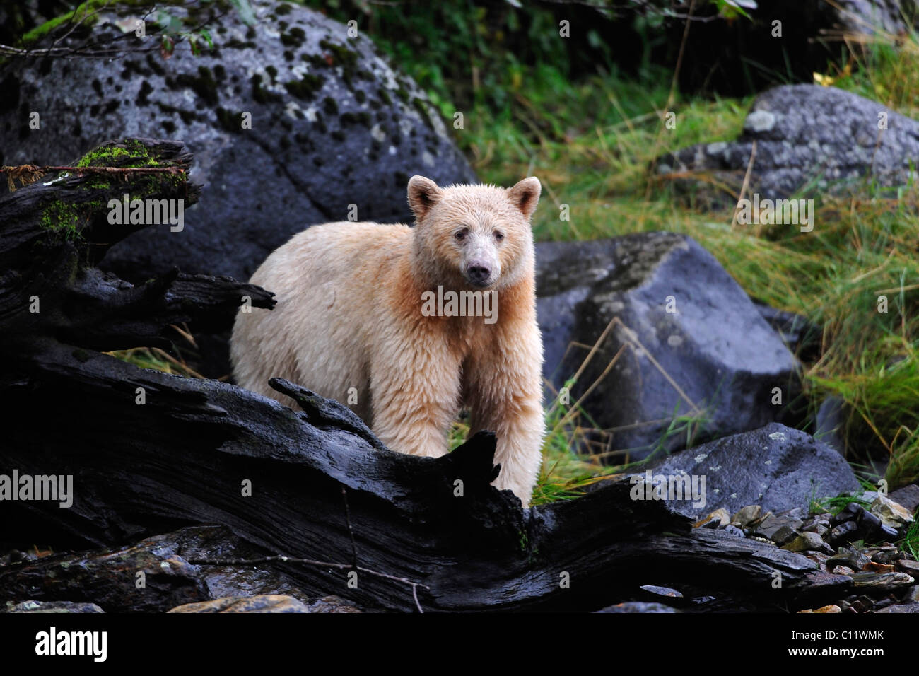 American black bear (Ursus americanus) con pelliccia bianca, noto come Spirito di orso, foresta pluviale del Pacifico, Canada Foto Stock