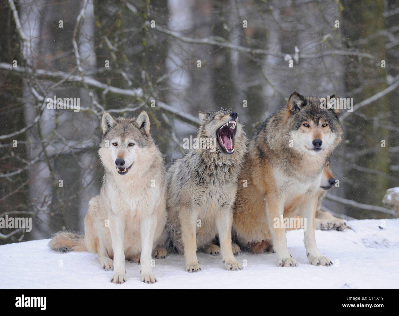 Mackenzie, Lupo Lupo Canadese, legname lupo (Canis lupus occidentalis), tre lupi nella neve, giovani in medio Foto Stock Mackenzie, Lupo Lupo Canadese, legname lupo (Canis lupus occidentalis), tre lupi nella neve, giovani in medio Foto Stock