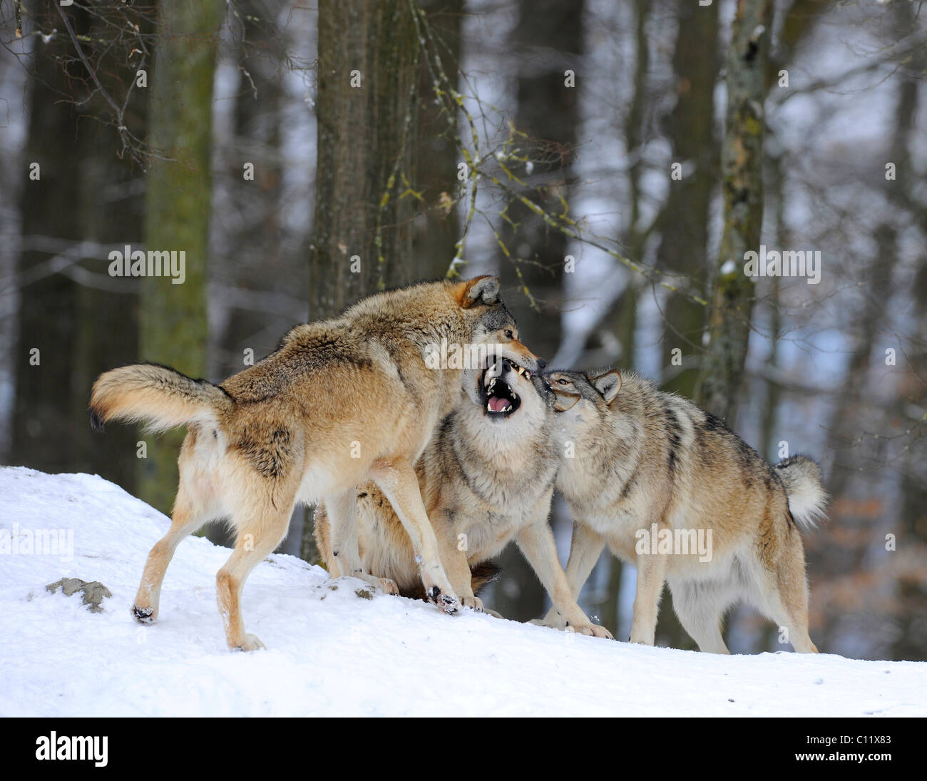 Morso, lotta, affermando l'ordine di rango nel pack, Mackenzie Wolf, Alaskan Tundra Wolf o legname canadese Lupo (Canis lupus Foto Stock