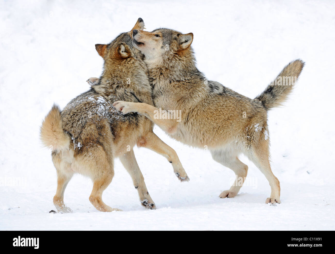Combattimenti, riproduzione di lupi, cub, Mackenzie Wolf, Alaskan Tundra Wolf o legname canadese Lupo (Canis lupus occidentalis) in Foto Stock