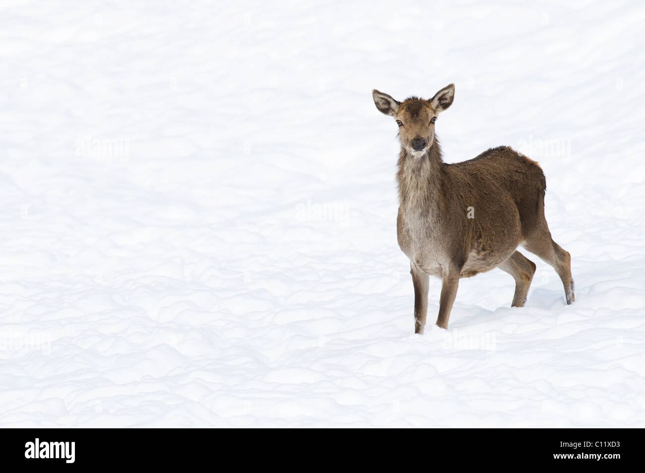 Il cervo (Cervus elaphus), hind su una coperta di neve pendenza, Tirolo, Austria, Europa Foto Stock