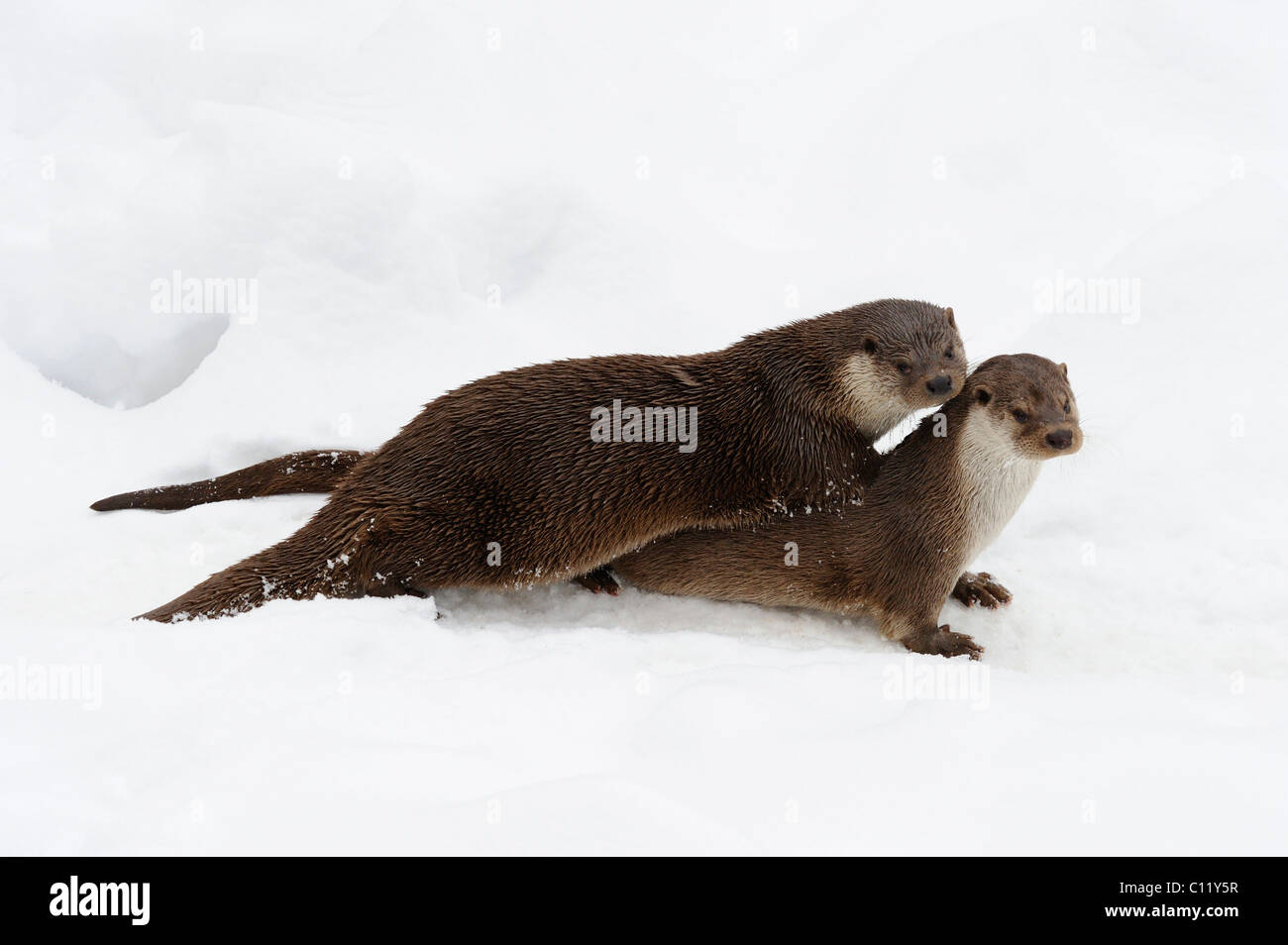 La lontra europea (Lutra lutra) Foto Stock