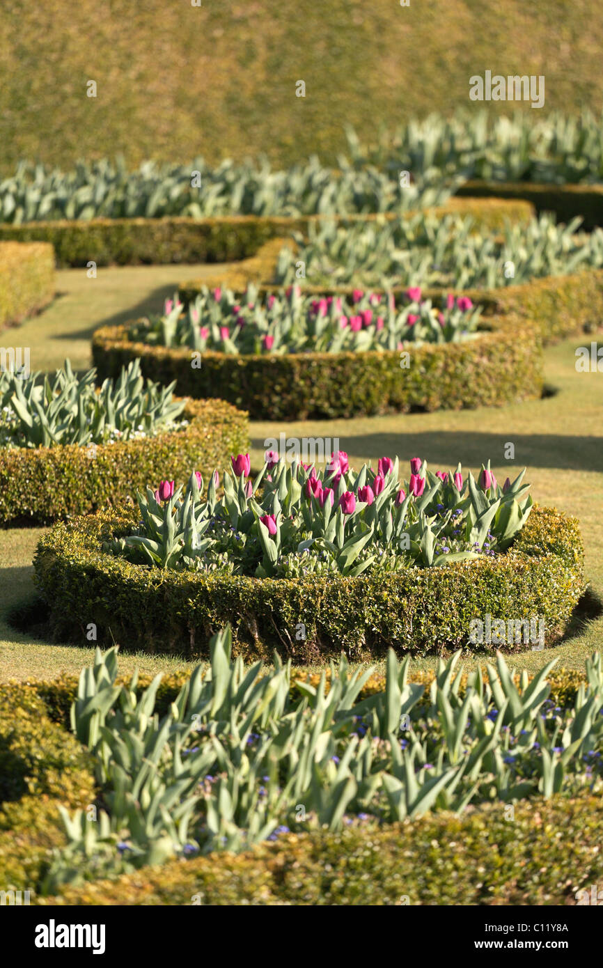 Profondo rosso al viola i tulipani siepi di bosso giardino formale del Lanhydrock House NT Bodmin Cornwall Regno Unito Foto Stock