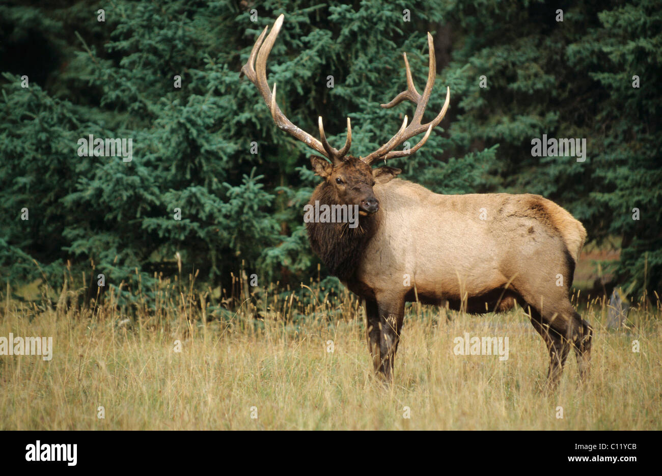 Wapiti o elk (Cervus canadensis), Bull in solchi di stagione in autunno, il Parco Nazionale di Jasper, Alberta, Canada Foto Stock