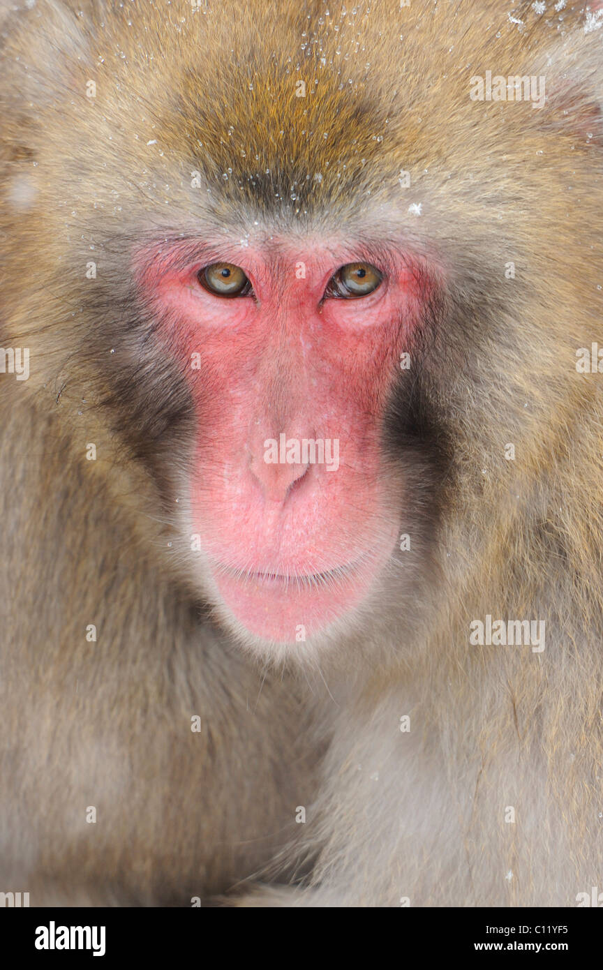 Macaque giapponese (Macaca fuscata) Foto Stock