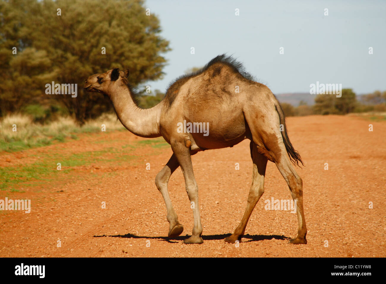 Cammello nell'Outback, Territorio del Nord, l'Australia Foto Stock