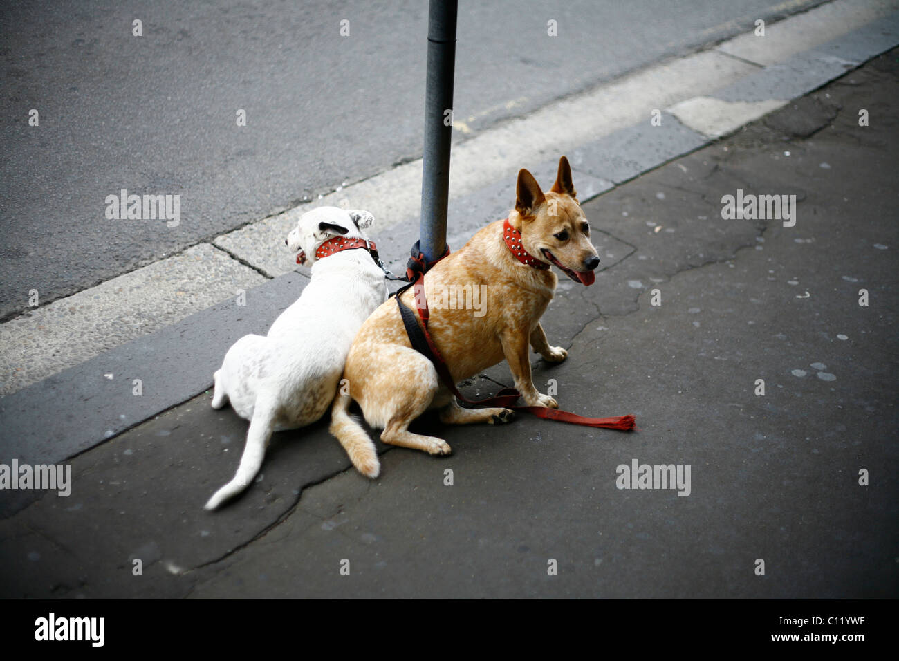Legato i cani sono in attesa del loro maestro, Sydney, Nuovo Galles del Sud, Australia Foto Stock
