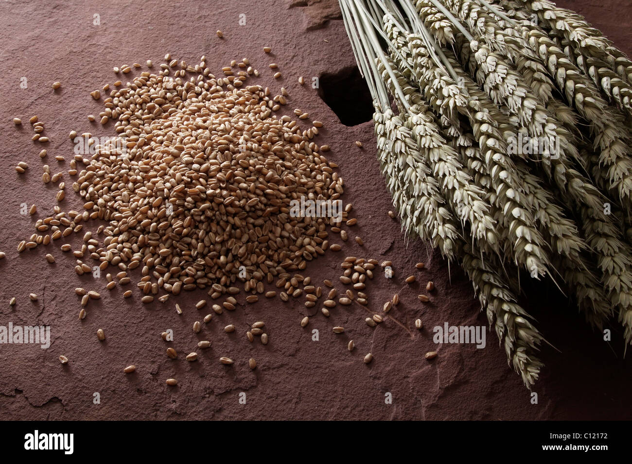 Chicchi di grano (Triticum) con spighe di grano su una macina Foto Stock