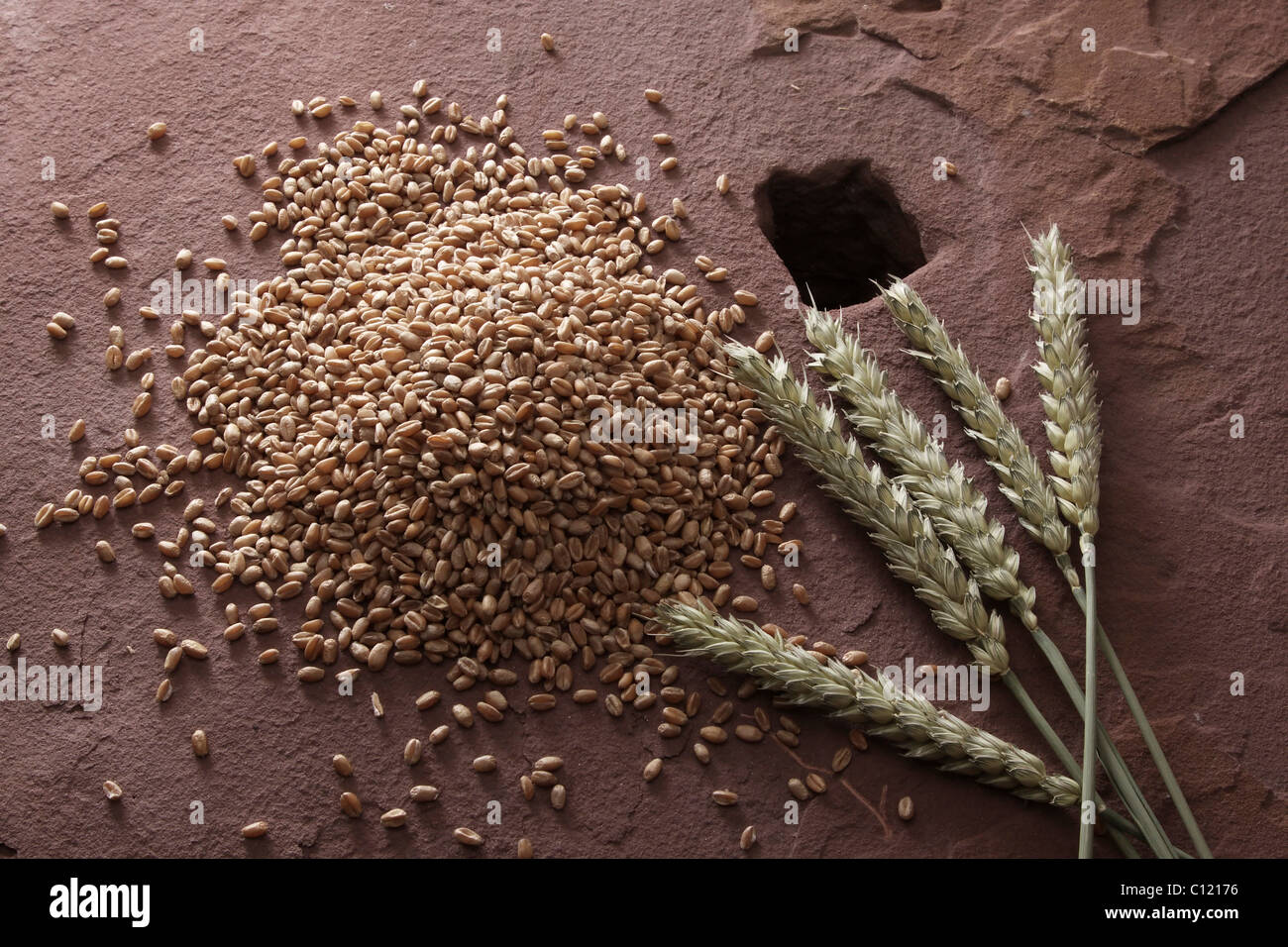 Chicchi di grano (Triticum) con spighe di grano su una macina Foto Stock