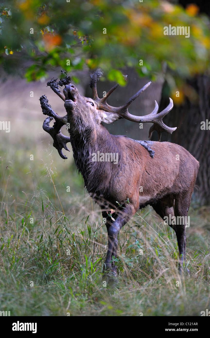 Il cervo (Cervus elaphus), solchi stag, bicchieratura, Jaegersborg, Danimarca, Scandinavia, Europa Foto Stock