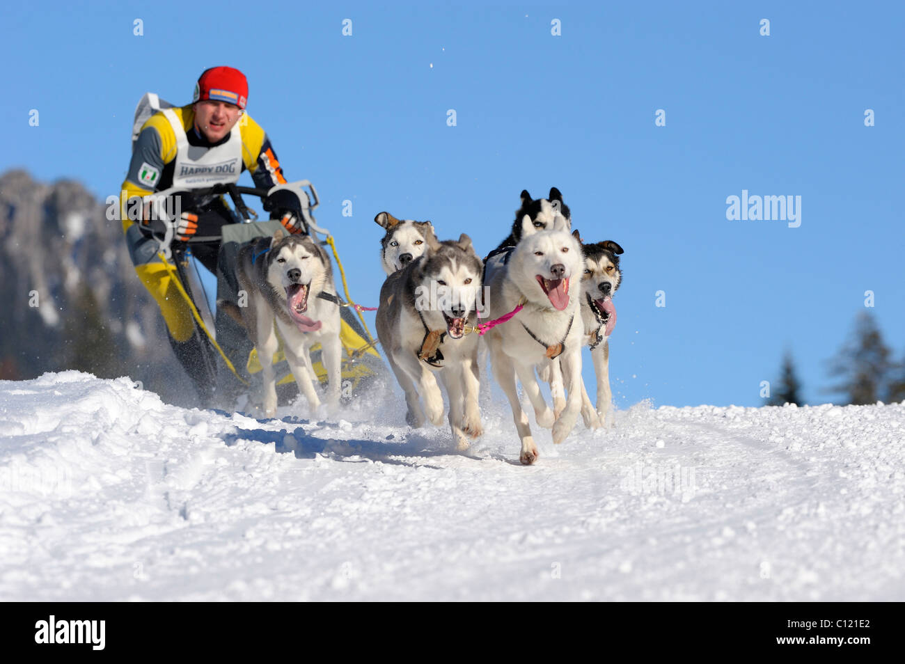 Dog-sled team, Unterjoch, Baviera, Germania, Europa Foto Stock