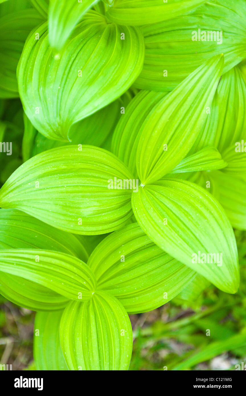 L'Alaska. Giglio di mais/Veratro nero (Veratrum viride) foglie della foresta pluviale ideale Cove area del sud-est in Alaska. Foto Stock
